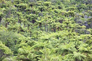 Strand of tree ferns on Waiomu Kauri Grove trail, Thames, Coromandel Peninsula, Waikato, North Island, New Zealand Strand of tree ferns on Waiomu Kauri Grove trail, Thames, Coromandel Peninsula, Waikato, North Island, New Zealand