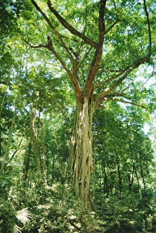 Australian Native Trees Prints: Strangular Fig Tree in rainforest, Cape Tribulation National Park, Queensland, Australia