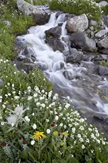 American Basin Collection: Stream through wildflowers, American Basin, Uncompahgre National Forest