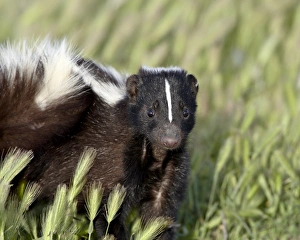 Striped Skunk Print, Bear River Migratory Bird Refuge, Utah