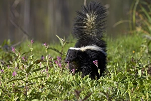 Minnesota Wildlife Connection Prints: Striped skunk (Mephitis mephitis) with tail up