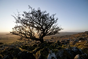 United Kingdom Nature Photography Prints: Stunted tree on Dartmoor, Devon, England, United Kingdom, Europe