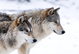 Two sub adult North American Timber wolves (Canis lupus) in snow, Austria, Europe Two sub adult North American Timber wolves (Canis lupus) in snow, Austria, Europe