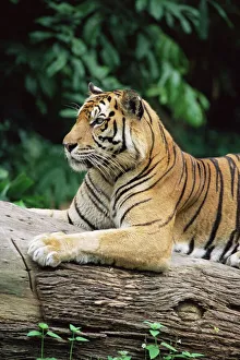 Sumatran Tiger Print, 120 kg in captivity