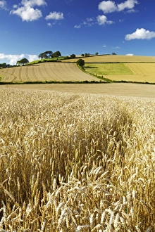 Peaceful English Countryside Prints: Summer Fields, Thorverton, Devon, England, United Kingdom, Europe