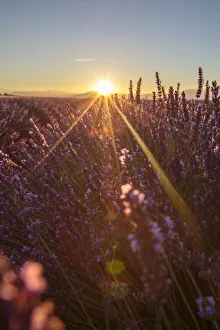 Sunrise over lavender fields, Plateau de Valensole, Alpes-de-Haute-Provence, Provence-Alpes-Cote Sunrise over lavender fields, Plateau de Valensole, Alpes-de-Haute-Provence, Provence-Alpes-Cote