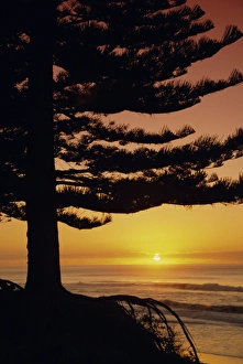 North Island Coastal Landscape Prints: Sunrise, Pine Beach