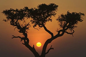 Masai Mara National Reserve Prints: Sunset with an acacia