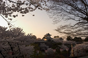 Images Dated 4th August 2008: Cherry Blossom Sunset Print