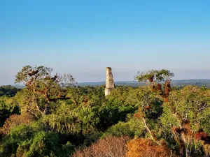 Related Prints: Tikal Guatemala Print - Elevated Sunset View of Temple III