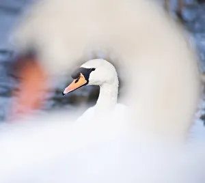 Swan at Llanmynech on the border of England and Wales, United Kingdom, Europe Swan at Llanmynech on the border of England and Wales, United Kingdom, Europe