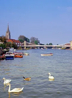 Prints of Swans on the River Thames with suspension bridge in the background, Marlow, Buckinghamshire, England, UK, Europe Buckinghamshire Prints: River Thames Print featuring Swans and Suspension Bridge