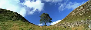 Sycamore Gap, Hadrians Wall, near Hexham, Northumberland, England Sycamore Gap, Hadrians Wall, near Hexham, Northumberland, England