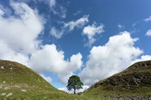 Rocky Collection: Sycamore gap, Hadrians Wall, UNESCO World Heritage Site, Northumberland, England