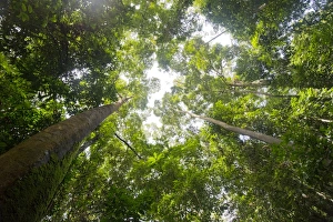 Tall dipterocarp trees in primary rainforest in the Maliau Basin Conservation Area, Sabah, Borneo, Malaysia Tall dipterocarp trees in primary rainforest in the Maliau Basin Conservation Area, Sabah, Borneo, Malaysia