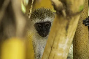 A Tantalus monkey (Chlorocebus tantalus), in a Bamboo forest in Amboseli National Park A Tantalus monkey (Chlorocebus tantalus), in a Bamboo forest in Amboseli National Park