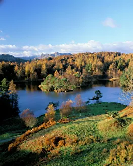 Prints of Tarn Hows, Lake District National Park, Cumbria, England, United Kingdom, Europe Cumbria Prints: Tarn Hows Print, Lake District Landscape