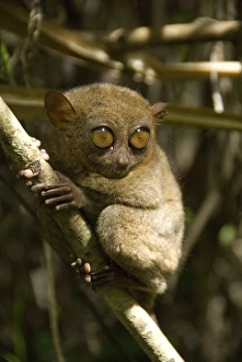 Tarsier fraterculus, the smallest living primate, 130mm (5 ins) tall, Tarsier Sanctuary Tarsier fraterculus, the smallest living primate, 130mm (5 ins) tall, Tarsier Sanctuary
