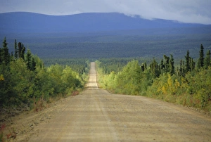 Pine Forest Landscape Prints: Taylor Highway