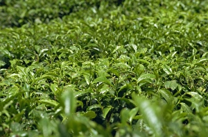Tea Plantations In Malaysia Prints: Tea bushes