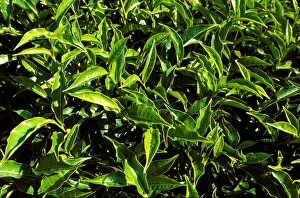 Tea bushes on Sahambavy estate near Fianarantsoa, Madagascar, Africa Tea bushes on Sahambavy estate near Fianarantsoa, Madagascar, Africa
