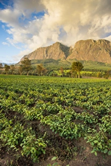 Tea estate on Mount Mulanje at sunset, Malawi, Africa Tea estate on Mount Mulanje at sunset, Malawi, Africa