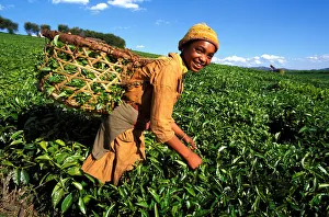 Tea harvest on Sahambavy estate near Fianarantsoa, Madagascar, Africa Tea harvest on Sahambavy estate near Fianarantsoa, Madagascar, Africa