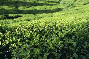 Nuwara Eliya Tea Plantation Print