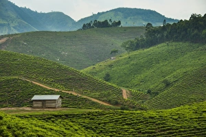 Tea plantation in the mountains of southern Uganda, East Africa, Africa Tea plantation in the mountains of southern Uganda, East Africa, Africa