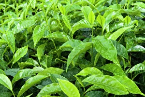 Images Dated 21st November 2006: Tea shrub, near Munnar, Kerala, India, Asia