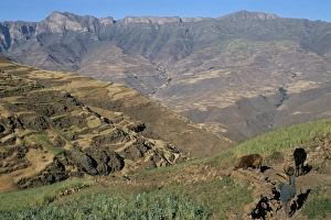 Terraced fields near Ambikwa village, Simien Mountains National Park Terraced fields near Ambikwa village, Simien Mountains National Park