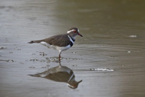 Three-banded plover (Charadrius tricollaris), Selous Game Reserve, Tanzania, East Africa Three-banded plover (Charadrius tricollaris), Selous Game Reserve, Tanzania, East Africa