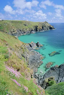 Prints of Thrift flowering on the cliffs, The Lizard, Cornwall, England, UK Lizard Prints: Thrift Print on Cliffs, The Lizard