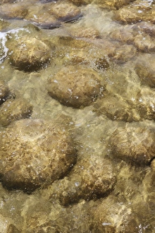 Thrombolites, living stones, in Lake Clifton, Yalgorup National Park, Western Australia, Australia, Pacific Thrombolites, living stones, in Lake Clifton, Yalgorup National Park, Western Australia, Australia, Pacific