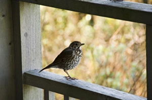 Isles Of Scilly Prints: Thrush, Bryer (Bryher)