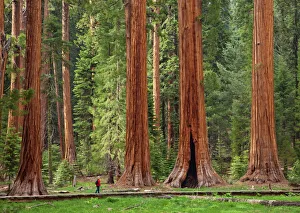 Tourist admiring the Giant Sequoia trees (Sequoiadendron giganteum), hiking on the Big Trees trail Tourist admiring the Giant Sequoia trees (Sequoiadendron giganteum), hiking on the Big Trees trail