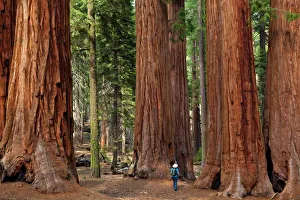 Tourist hiker, admiring the Giant Sequoia trees (Sequoiadendron giganteum) Tourist hiker, admiring the Giant Sequoia trees (Sequoiadendron giganteum)