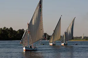 Traditional felucca sailing boats on the River Nile near Luxor, Egypt, North Africa, Africa Traditional felucca sailing boats on the River Nile near Luxor, Egypt, North Africa, Africa