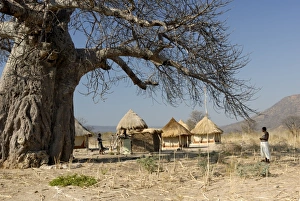 Traditional settlement and large baobab tree near Lake Kariba, Zimbabwe, Africa Traditional settlement and large baobab tree near Lake Kariba, Zimbabwe, Africa