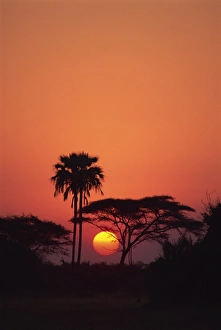 Tranquil scene of trees silhouetted against the sun at sunset, Okavango Delta Tranquil scene of trees silhouetted against the sun at sunset, Okavango Delta