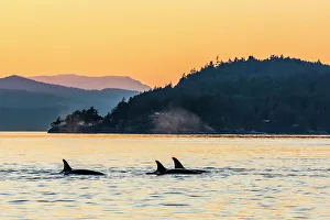 Transient killer whales (Orcinus orca) surfacing at sunset, Haro Strait, Saturna Island, British Columbia, Canada Transient killer whales (Orcinus orca) surfacing at sunset, Haro Strait, Saturna Island, British Columbia, Canada