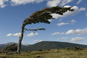 Prints of Tree distorted by winds of the Roaring Forties, Harberton, Ushuaia, Beagle Channel, Tierra del Fuego, Argentina, South America Images Dated 2013 December: Tree Distortion in the Roaring Forties Print