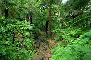 Tree ferns, Kirstenbosch Botanical Gardens, Cape Town, South Africa, Africa Tree ferns, Kirstenbosch Botanical Gardens, Cape Town, South Africa, Africa