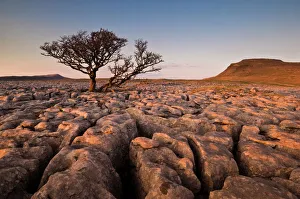 England Travel Destinations Prints: Tree growing through the limestone of White Scars at sunset