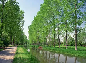 Tree lined river bank in spring, Marais Poitevin, Deux Sevres near Coulon Tree lined river bank in spring, Marais Poitevin, Deux Sevres near Coulon