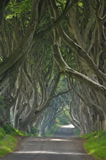 Tree lined road known as the Dark Hedges near Stanocum, County Antrim, Ulster Tree lined road known as the Dark Hedges near Stanocum, County Antrim, Ulster