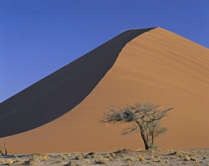 African Desert Trees Prints: Tree and sand dune