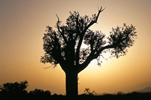 Omani Landscape Photography Prints: Tree silhouette
