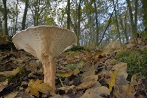 Mushroom Collection: Trooping funnel (Monks head mushroom) (Clitocybe) (Infundibulicybe geotropa), Gloucestershire