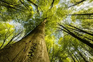 Woodland Landscape Photography Prints: Trunks and canopy of beech trees (Fagus sylvatica), Kent, England, United Kingdom, Europe